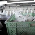 rabbit slaughter