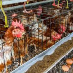 caged hens1