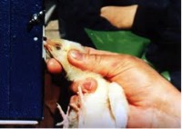 Photo courtesy Animals Australia