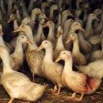 Factory farmed ducks - Photo courtesy Animals Australia