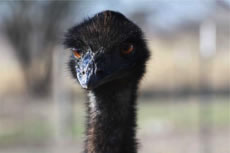 emu