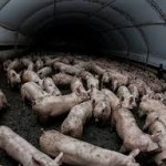 Free range pork shed - photo courtesy of Animals Australia