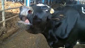 Grieving mother- photo credit to Jo-Anne McArthur/ WeAnimals
