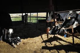 calf taken away from mother- photo credit to Jo-Anne McArthur/ WeAnimals