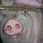 Photo courtesy Animals Australia