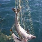 bycatch