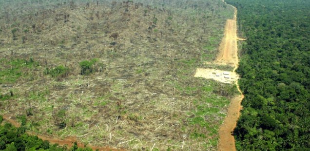 Deforestation of the amazon jungle