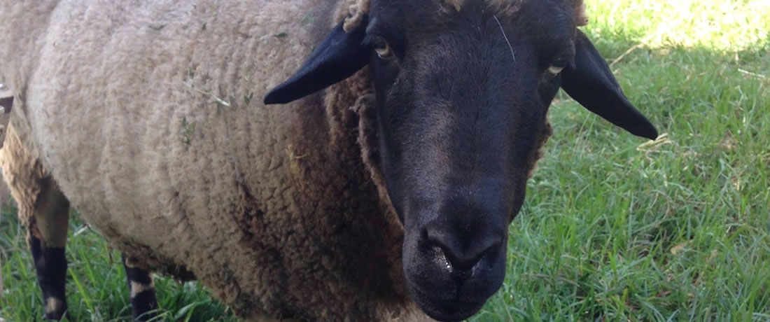 Individuals not property