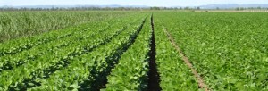 Soy crop in Australia