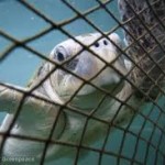 ByCatch from fishing Industry - Photo by Greenpeace